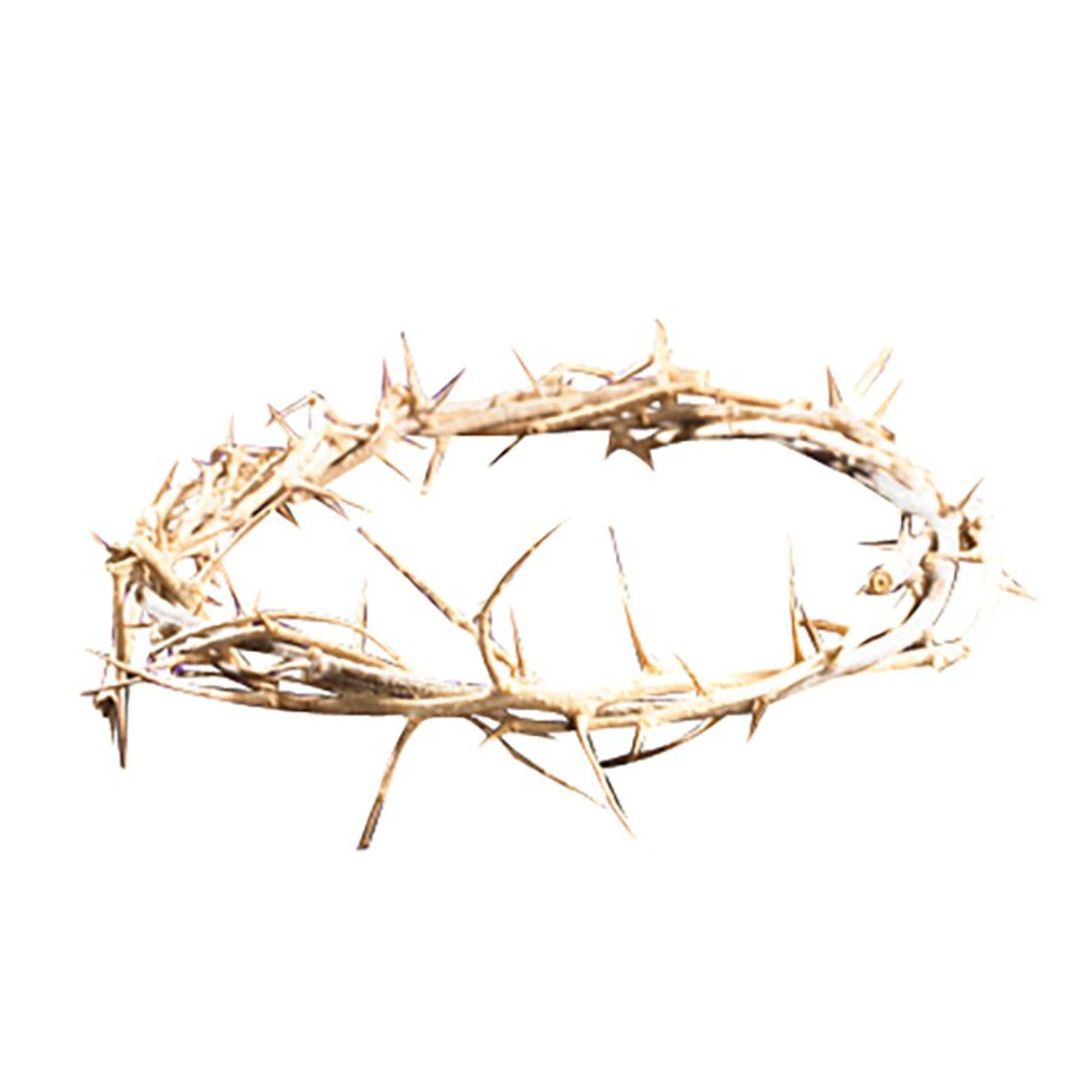 Crown of Thorns 6"