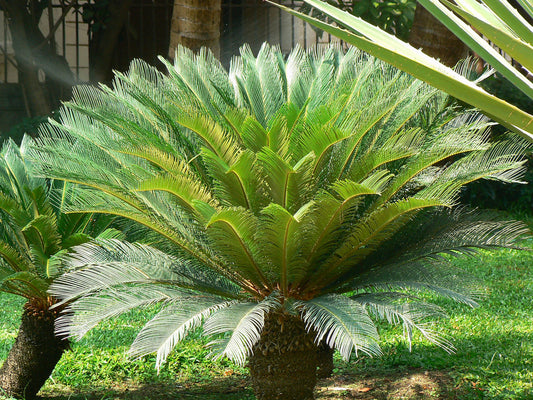 Sago Palms  ( 4 per pkg.)