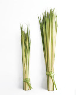 Two bundles of fresh green herbs tied with a ribbon on a white background