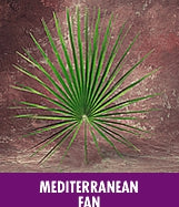 Mediterranean fan palm with a textured brown background